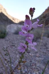 Palmer's penstemon [fri mar 18 09:51:50 mdt 2022]